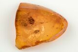 Detailed Fossil Ant, Fly and Mite in Baltic Amber #200169-1